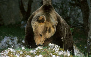 BDA_ParcoAbruzzo